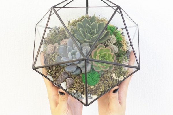 Icosahedron — Florarium Plan Design Frontplans 